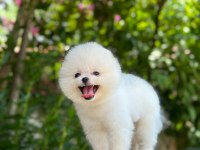 SEVİMLİ POMERANİAN BOO BEBEKLER
