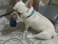 French bulldog 8 aylık erkek aşıları tam eve uyumlu