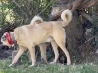 DOMUZA KURDA GARANTİLİ SÜRÜ KÖPEKLERİ