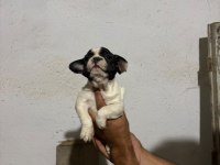 French Bulldog Yavrular Irk Sağlık Garantili