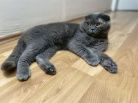 Scottish Fold