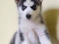 HUSKY SİBİRYA YAVRULARI