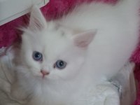Akide şekerim kedim