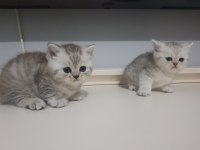 Silver tabby erkek yavrular british shorthair