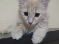 Çok güzel bir Kedi Cana Yakın Ve sevimli