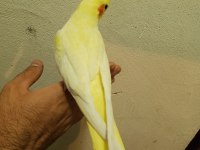 45 50 günlük ele alışkın full evcil lutino sultan bebekler