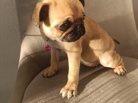 Yavru pug köpeği dişi 2 aylık