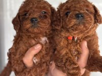 Ufacık toy Poodle yavrularım