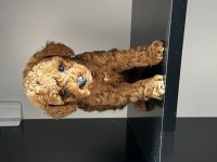 EN UYGUN TOY POODLE 55 GÜNLÜK