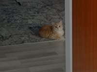 ANNE BRİTİSH SHORTHAİR 8 AYLIK ERKEK FULL EĞİTİMLİ