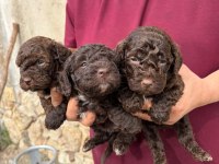 Sevgi Dolu Maltipoo Yavrular Yeni Ailesini Arıyor