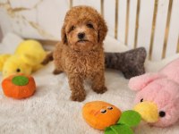 Maltipoo Yavrularımız