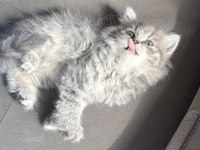 British longhair kedisi