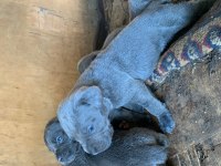 A KALİTE SAFKAN İTALİANO BLUE CANE CORSO