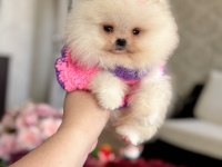 MİNİ BOY POMERANİAN KÜÇÜK PRENSES