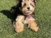 En Küçük Boy Morkie Yavrularımız