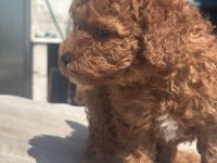 RED BROWN TOY BOY POODLE KIZIMIZ