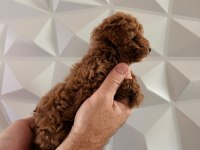 Toy poodle minik sekerler
