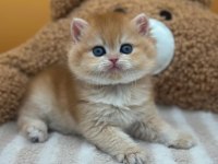 Altın Parıltısı Golden British Shorthair