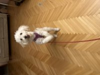 Toy Poodle Dişi Yavru