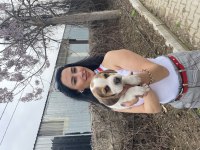 Beagle yavrularım sağlık ve ırk garantilidir
