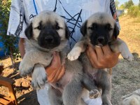 Orjinal Has Sivas Kangal