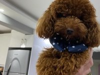 Korea Kan Erkek Red brown şecereli poodle yetişkin erkek