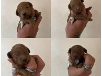 En En Küçük Boylarda Toy Poodle Bebekler