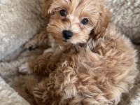 Kg garantili maltipoo yavrularımız