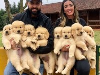 Golden Retriever Adrese Teslim Kapıda Ödeme Yapabilirsiniz