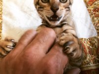 Show class bengal kedisi bebekler