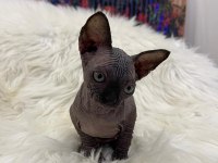 Özenle yetiştirilen sphynx yavrular