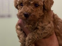 Kore Kan Poodle Teacup
