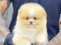 Yeni evlerine gitmeye hazır pomeranian yavruları