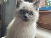 Son Kalan Erkek Yavru British Shorthair
