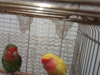 Sevda. papanğıı 1 takımda