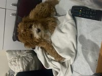 4 aylık yavru toy poodle
