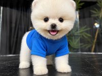 Show Kalite Pomeranian Boo Yavrular