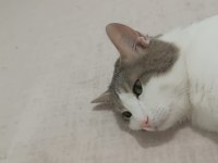 Ücretsiz kedi sahiplendirme