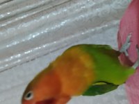 6 aylık sağlıklı cennet papağanı