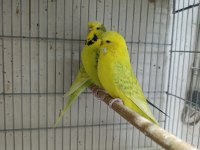Jumbo Muhabbet Kuşları