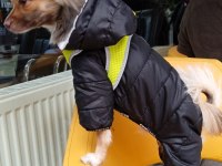 Şivava köpeğimizi çiftleştirmek