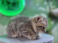 British shorthair silver tabby