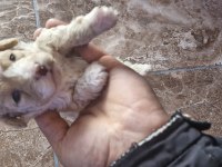 Toy poodle 2 aylık