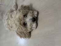 Dişi maltipoo çipli aşılı