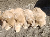 Hollanda Teddy lop tavşanı