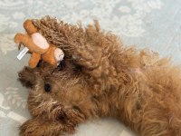 Sevimli Dişi Toy Poodle
