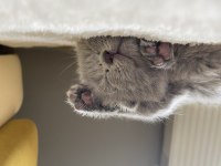 2 buçuk aylık yavru scottish fold bebek