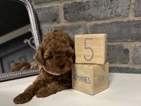 Anatomi Harikasi Poodle Bebekler