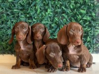 Dachshund Mikro Sosis Yavrular Özel Renkler